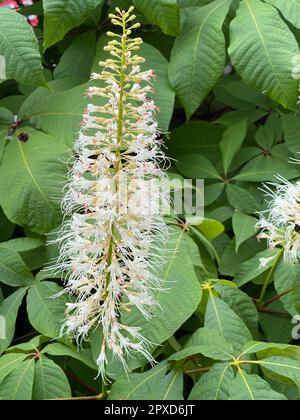 Strauchkastanie, Aesculus parviflora, ist eine sehr schoene strauchig wachsende Kastanie mit 20 bis 40 cm hohen weissen Rispen. Châtaigne arbustive, Aescul Banque D'Images