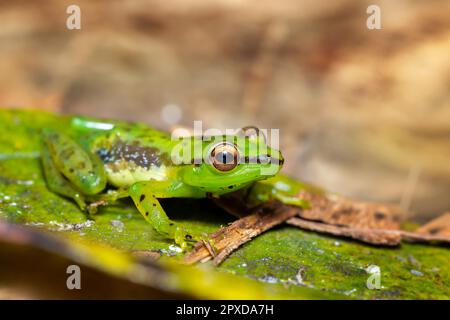 Guibemantis pulcher, espèce endémique de grenouille de la famille des Mantellidae. Parc national Andasibe-Mantadia, Madagascar faune Banque D'Images
