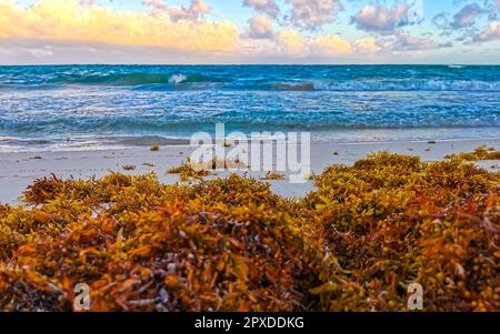 La belle plage des Caraïbes est totalement sale et sale le mauvais problème des algues sagazo à Playa del Carmen Quintana Roo Mexico. Banque D'Images