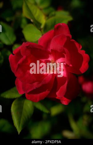 Rosa Gallica, Rosa francese, rosa di Provins, plante florale, angiosperme, Rosaceae, Rosales, fleur, buisson, fleur, rouge, Banque D'Images