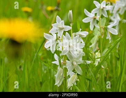 02 mai 2023, Brandebourg, Steinhöfel : l'étoile du lait hochement dopée (Ornithogalum nutans) fleurit dans une prairie du parc du château de Steinhöfel. Le nom botanique est dérivé des mots grecs ornis pour oiseau et gala pour lait. Photo: Patrick Pleul/dpa/ZB Banque D'Images