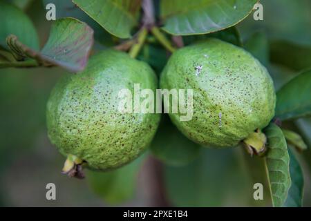 Fruit de goyave sur arbre dans le jardin, Bangladesh. (Chaux kaffir) Banque D'Images