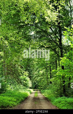 Une route sinueuse qui serpente à travers une forêt verdoyante et luxuriante. Banque D'Images