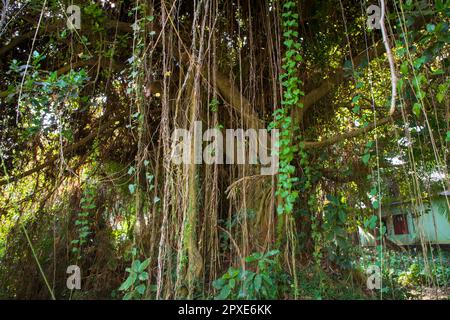 Big Bot ou Banyan Tree avec Branch root Banque D'Images