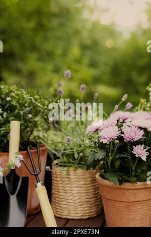 Différentes fleurs et herbes en pot, équipement de jardinage sur fond vert d'arbres de jardin. Concept de passe-temps avec pots de fleurs et plantes sur g ensoleillé Banque D'Images