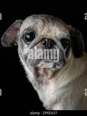 Les petits sont l'animal de compagnie le plus adorable que vous pouvez posséder. Super adorable avec le triste look! Banque D'Images