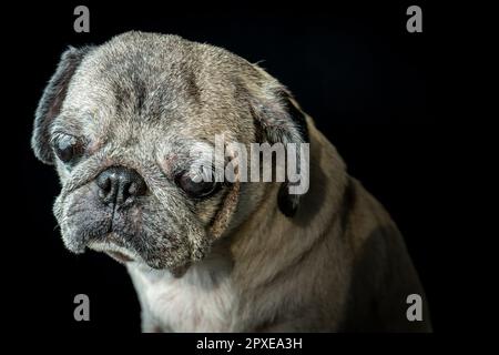 Les petits sont l'animal de compagnie le plus adorable que vous pouvez posséder. Super adorable avec le triste look!u Banque D'Images