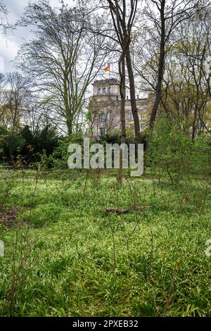 Le poireau peu fleuri (Allium paradoxum) pousse dans le parc Tiergarten près du bâtiment Reichstag, Berlin, Allemagne. Berliner Lauch (Allium paradoxum) waechst Banque D'Images