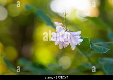 Robinia viscosa, Albizia julibrissin, foyer sélectif de floraison Banque D'Images