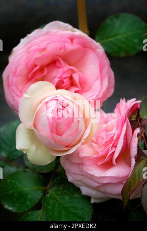 Pierre de Ronsard rose rampicante, Orticola le marché exposition de fleurs, plantes et fruits inhabituels, rares et anciens au Montanelli public Gar Banque D'Images