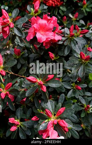 Azalea Rhododendron, Rhododendron, Ericaceae, Orticola le marché exposition de fleurs, plantes et fruits inhabituels, rares et anciens à la Montanelli Banque D'Images