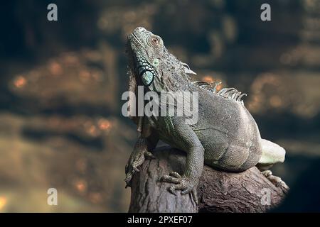 Un gros plan d'un iguane vert sur un arbre qui regarde vers le haut. Banque D'Images