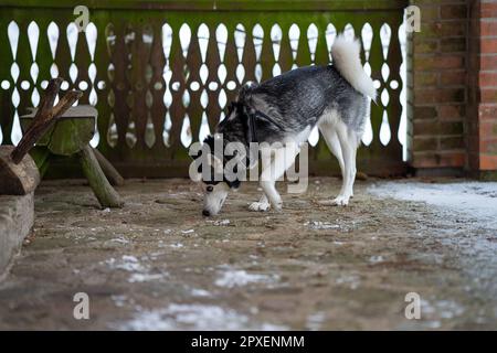 husky sibérien marchant au mur et cherchant quelque chose Banque D'Images