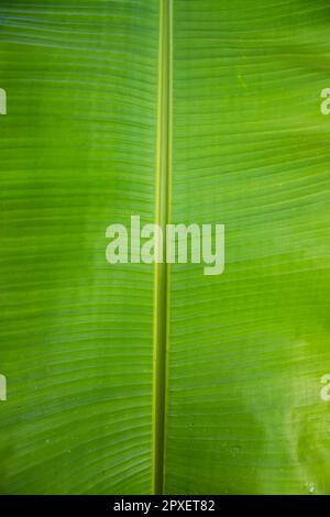 Vert naturel feuilles de banane motif abstrait texture fond d'écran Banque D'Images