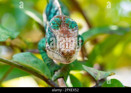 Chameleon à cornes de globe ou chameleon à casues plates (Calumma globifer) mâle, réserve Peyrieras Madagascar exotique, Madagascar faune Banque D'Images