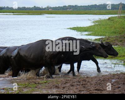 Buffles dans une région de champs inondés dans la région amazonienne du nord du Brésil. Banque D'Images