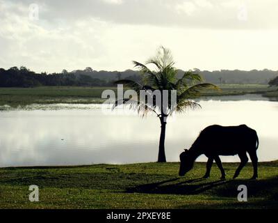 Buffles dans une région de champs inondés dans la région amazonienne du nord du Brésil. Banque D'Images