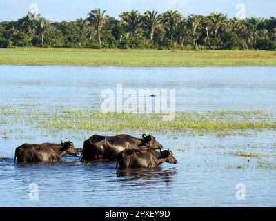 Buffles dans une région de champs inondés dans la région amazonienne du nord du Brésil. Banque D'Images