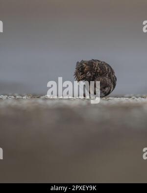 Un gros plan d'un turnstone (interprète d'arenaria) à la recherche de nourriture Banque D'Images