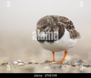 Un gros plan d'un turnstone (interprète d'arenaria) à la recherche de nourriture Banque D'Images