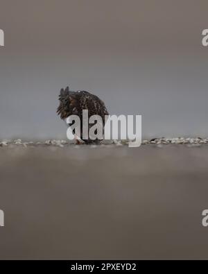 Un gros plan d'un turnstone (interprète d'arenaria) à la recherche de nourriture Banque D'Images