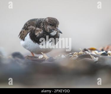 Un gros plan d'un turnstone (interprète d'arenaria) Banque D'Images