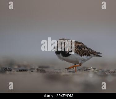 Un gros plan d'un turnstone (interprète d'arenaria) à la recherche de nourriture Banque D'Images