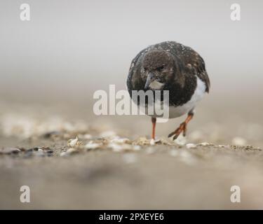 Un gros plan d'un turnstone (interprète d'arenaria) à la recherche de nourriture Banque D'Images