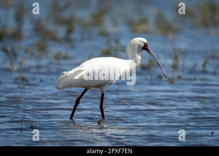 Le spoonbill africain traverse les échalotes sous le soleil Banque D'Images