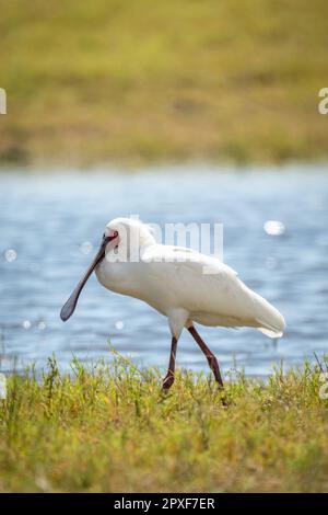 Le spoonbill africain descend le long de la rive sous le soleil Banque D'Images