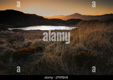 Des herbes autour de Blea Tarn (au-dessus de la vallée d'Eskdale) soufflent dans le vent au lever du soleil Banque D'Images