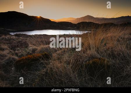 Des herbes autour de Blea Tarn (au-dessus de la vallée d'Eskdale) soufflent dans le vent au lever du soleil Banque D'Images