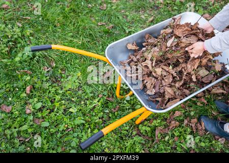 Une brouette métallique pour les ordures, une fille enlève les feuilles sèches dans une brouette. Enlèvement ou récolte des ordures dans le pays Banque D'Images