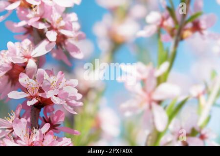 Fleur de sakura rose en fleurs. Arrière-plan de printemps de la branche de l'arbre de fleur d'amande macro. Fond de la Pâque heureuse. Concept de la Journée mondiale de l'environnement. Pâques, Banque D'Images