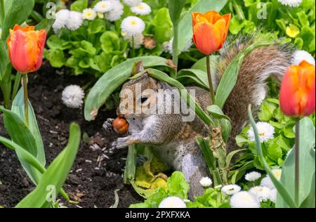 Écureuil gris Sciurus carolinensis ayant juste creusé un gland parmi les tulipes à St. James's Park, Londres, Royaume-Uni Banque D'Images