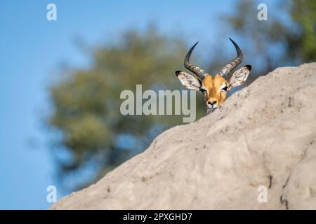 Impala buck, (Aepyceros melampus), portrait de sa tête en gros plan seulement. Le corps des animaux se cache derrière la colline ternite. Bande de Caprivi, Namibie, Afrique Banque D'Images