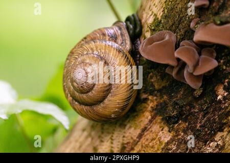 Escargot de raisin Helix pomatia , un gastéropode rampe vers le haut d'un tronc d'arbre printemps Banque D'Images