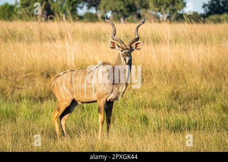 Grand kudu (Tragelaphus strepsiceros), portrait en gros plan d'un homme adulte debout dans l'herbe, présente ses cornes Kudu. Bande de Caprivi, Namibie, Afrique Banque D'Images