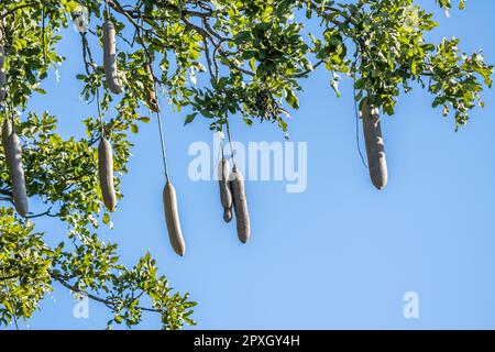 Saucisse, (Kigelia africana), fruit suspendu des branches contre le ciel bleu. Bande de Caprivi, Namibie, Afrique Banque D'Images