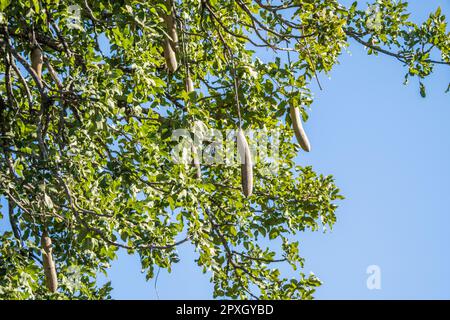 Saucisse, (Kigelia africana), fruit suspendu des branches contre le ciel bleu. Bande de Caprivi, Namibie, Afrique Banque D'Images