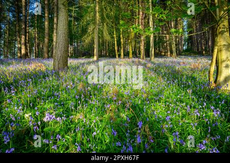 Bluebell Meadow dans la campagne anglaise Banque D'Images