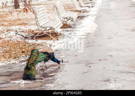 Un paon buvant de l'eau d'une flaque sur une journée d'hiver enneigée dans un parc à Prague, jardin vojan Banque D'Images