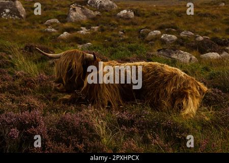 Troupeau de Scottish highlanders brun rouge dans un paysage naturel d'automne. Banque D'Images