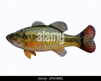 L'achigan à grande bouche est un poisson de gibier d'eau douce populaire pour les pêcheurs à la ligne et se trouve dans les rivières, les ruisseaux et les lacs. Banque D'Images