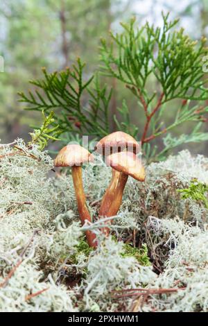 Champignons faux miel champignon pousse en mousse. Forêt d'été, arrière-plan flou, gros plan. Banque D'Images