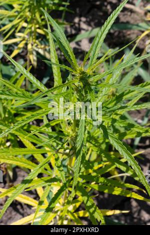 Plantation industrielle de marijuana ou de cannabis, Parme, Italie. Photo de haute qualité Banque D'Images