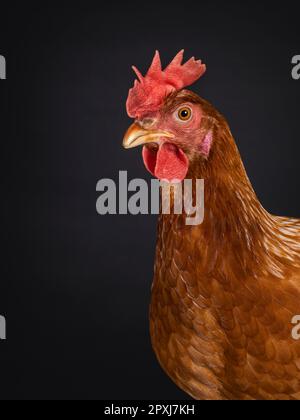Prise de vue de la tête de poulet femelle ou de poule brune, debout face à l'avant. En regardant les côtés. Isolé sur un fond noir. Banque D'Images