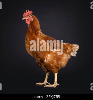 Poulet femelle ou poule brune, sur les côtés. Regarder les côtés loin de l'appareil photo. Isolé sur un fond noir. Banque D'Images
