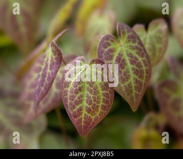 Gros plan de feuilles colorées d'Epimedium × versicolor 'sulphureum' dans un jardin au printemps Banque D'Images