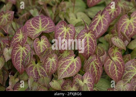 Gros plan de feuilles colorées d'Epimedium × versicolor 'sulphureum' dans un jardin au printemps Banque D'Images